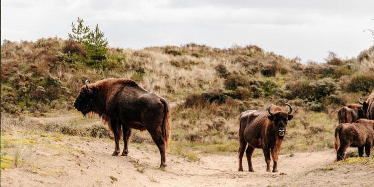 Zandvoort Beach for Amsterdam