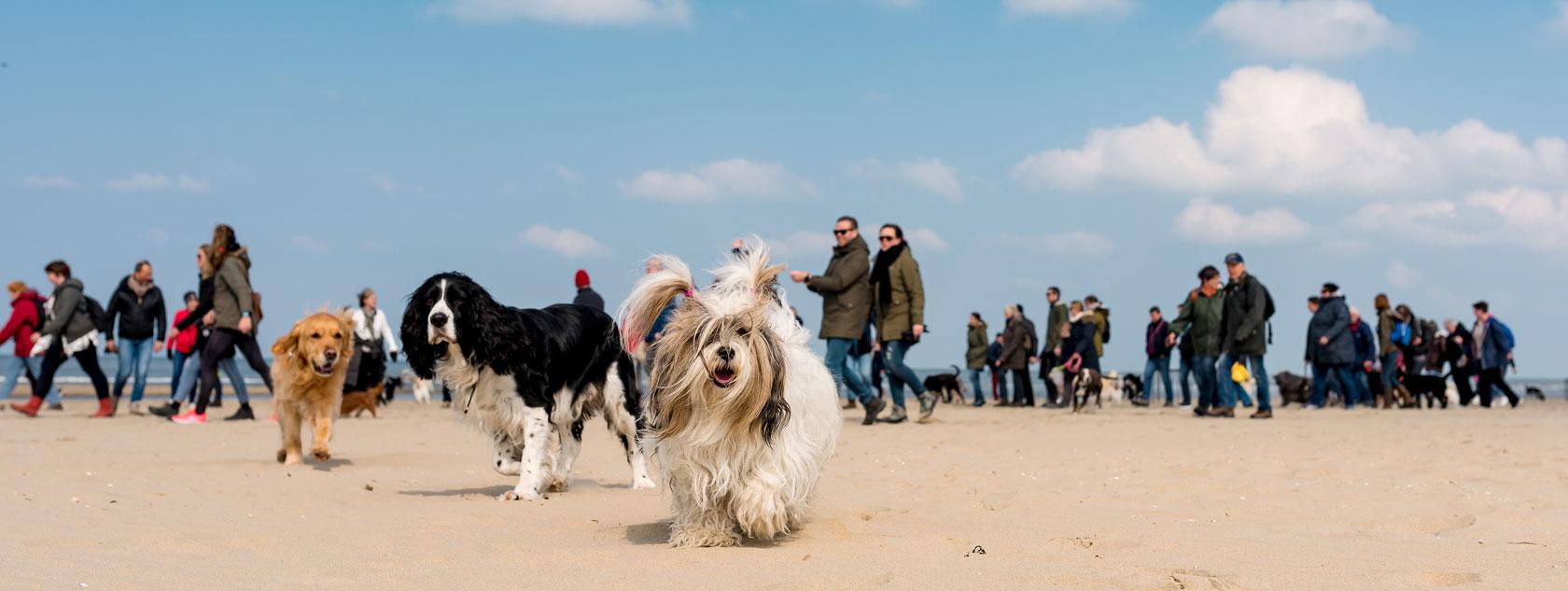 Zandvoort Beach for Amsterdam